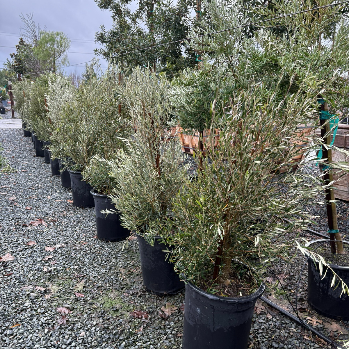 Olive Trees - Majestic Beauty