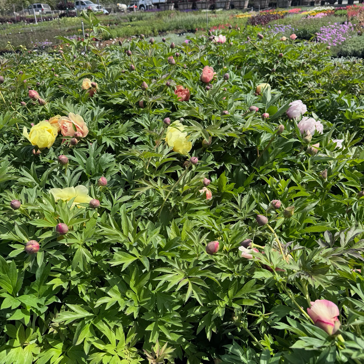 Pink Ardour Itoh Reony