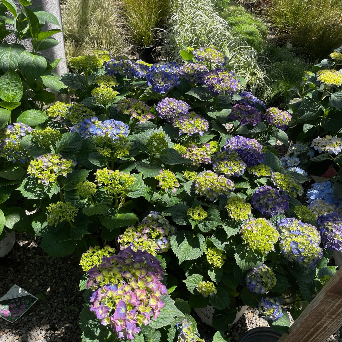 Big Band Let's Dance®  Hydrangea