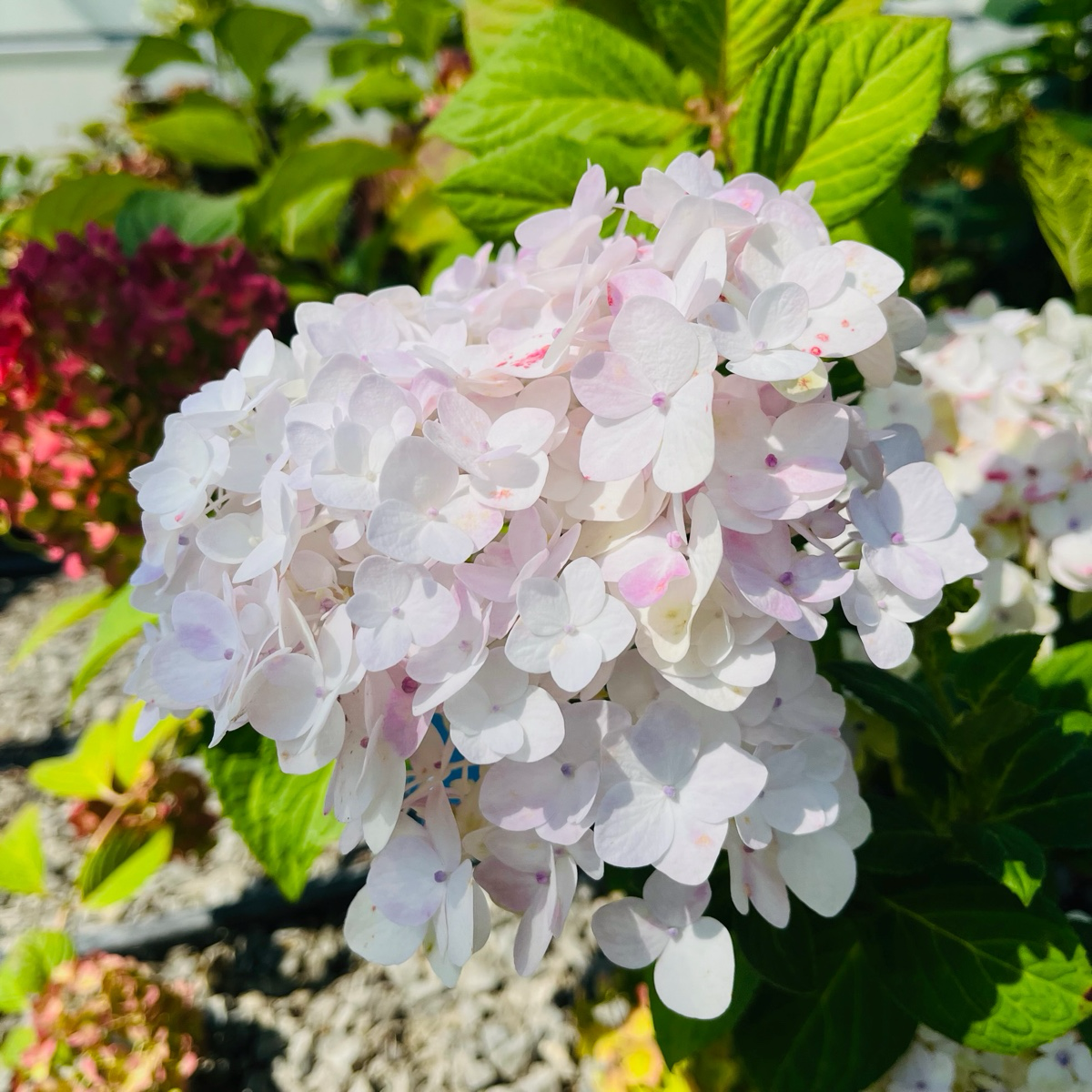 Blushing Bride ES® Hydrangea