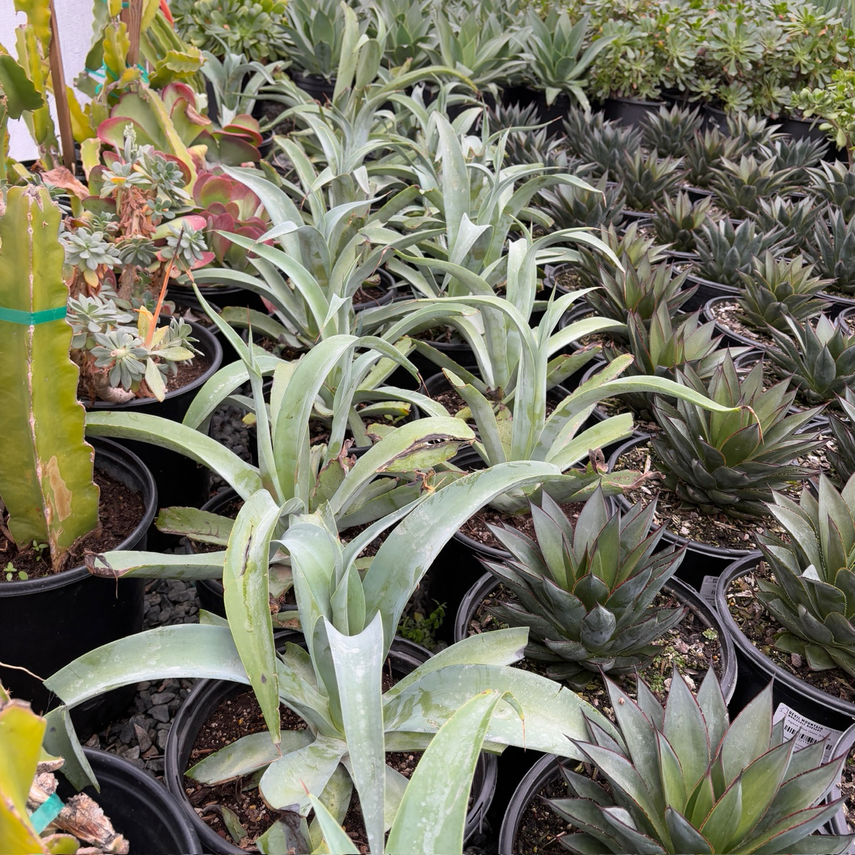 Octopus Agave