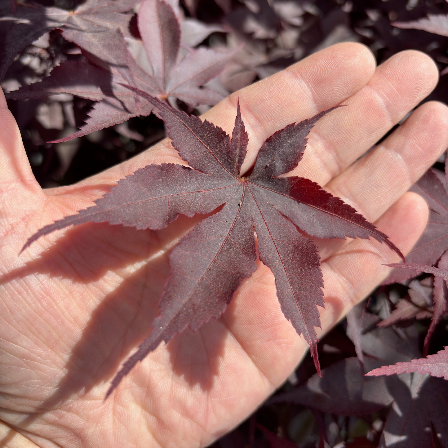 Bloodgood Japanese Maple