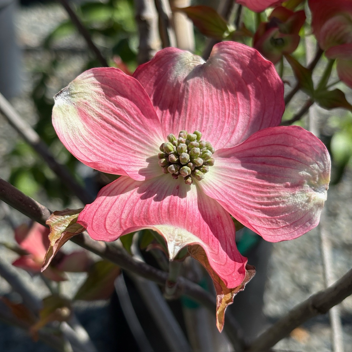 Pink Flowering Dogwood