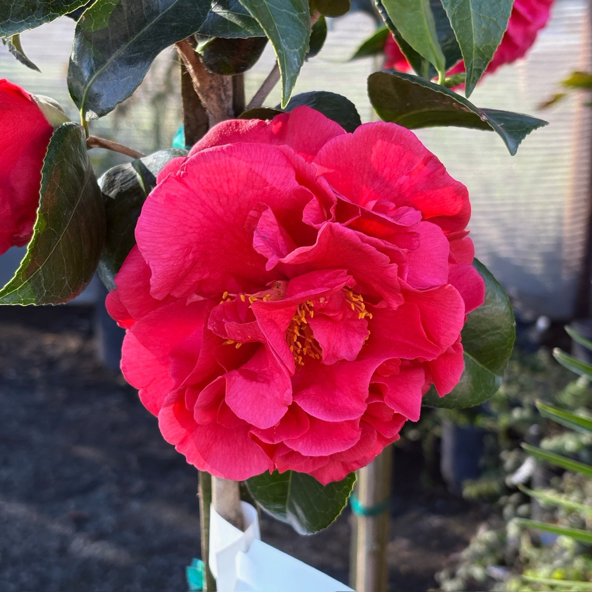 Kramer's Supreme Camellia