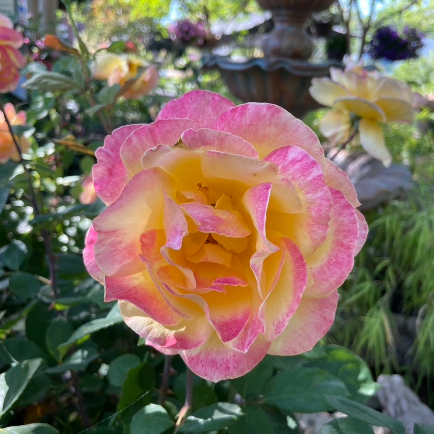 Strike It Rich Rose