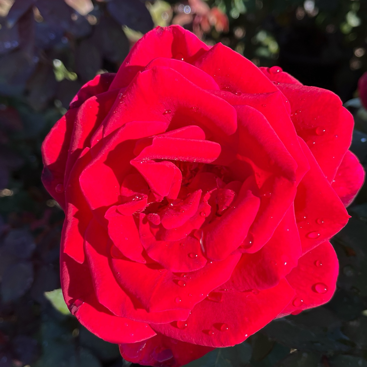 Tea Rose-Black Buck
