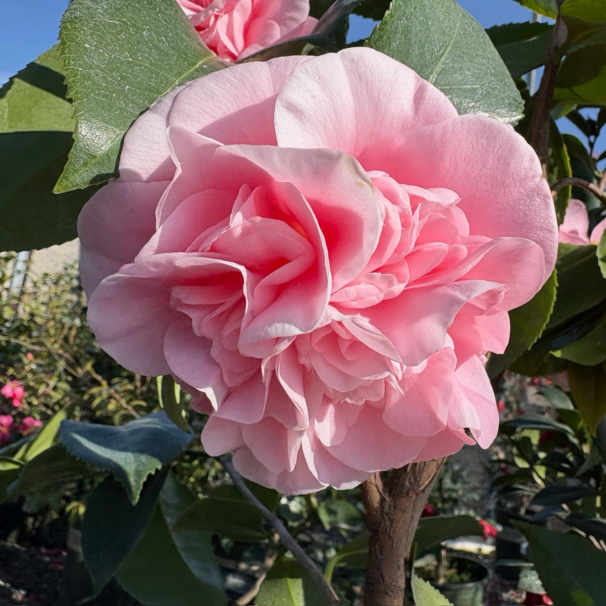 Debutante Camellia