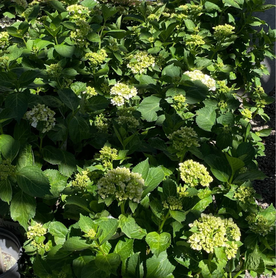 White Bigleaf Hydrangea