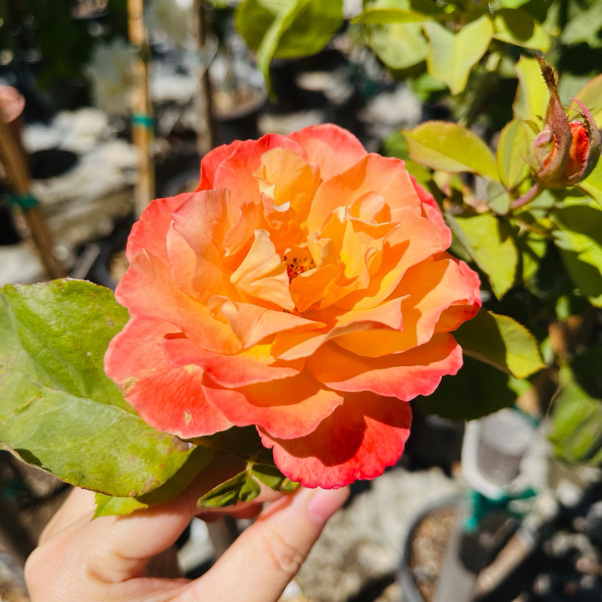 Strike It Rich Rose