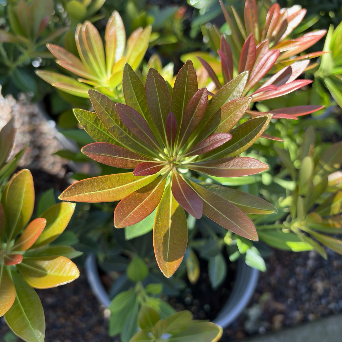 Flaming Silver Lily of the Valley