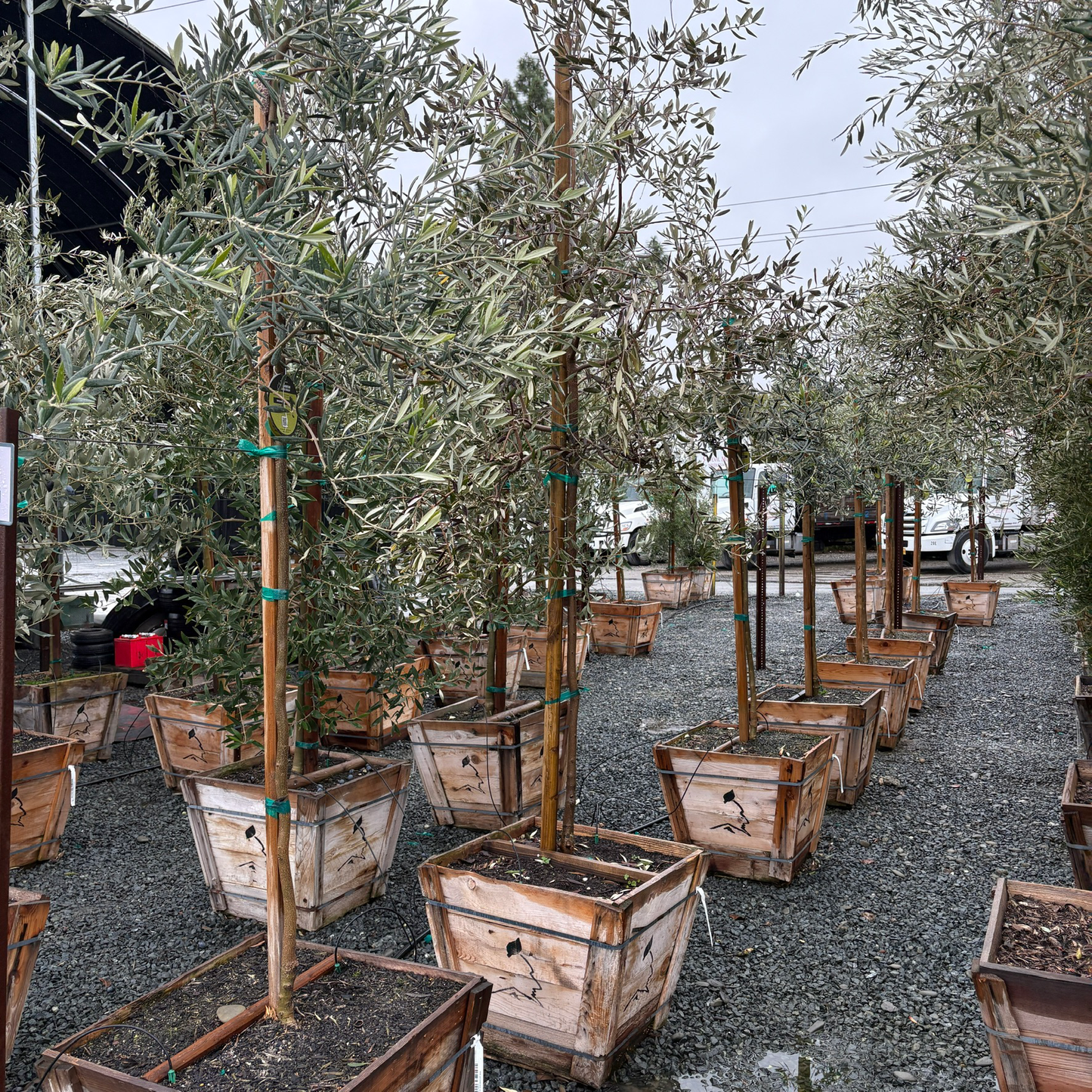 Swan Hill Olives®