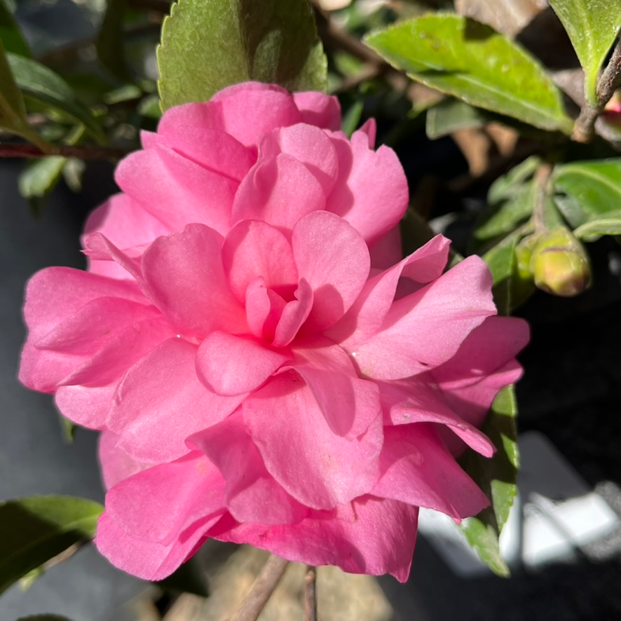 Chansonette Camellia