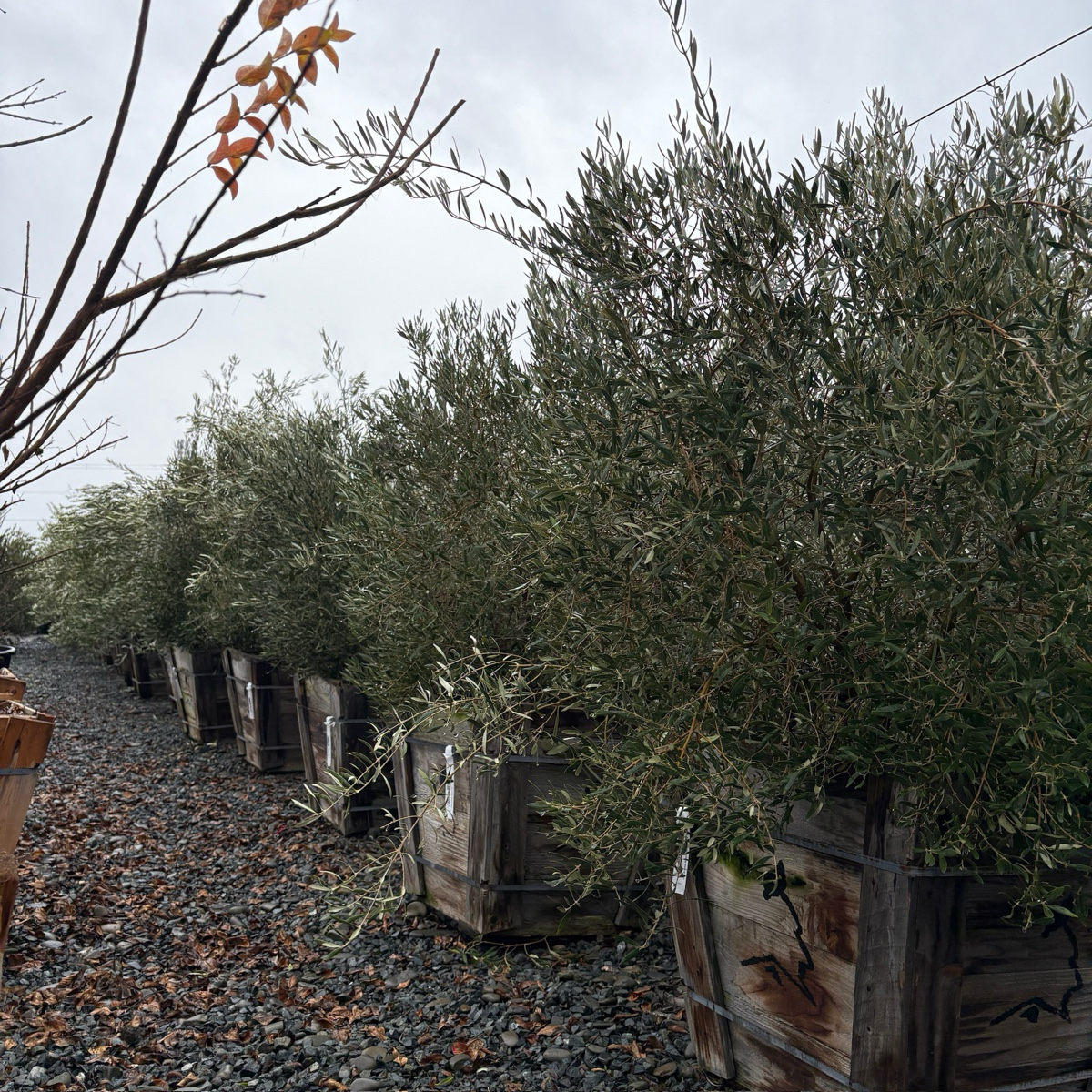 Olive Trees - Majestic Beauty