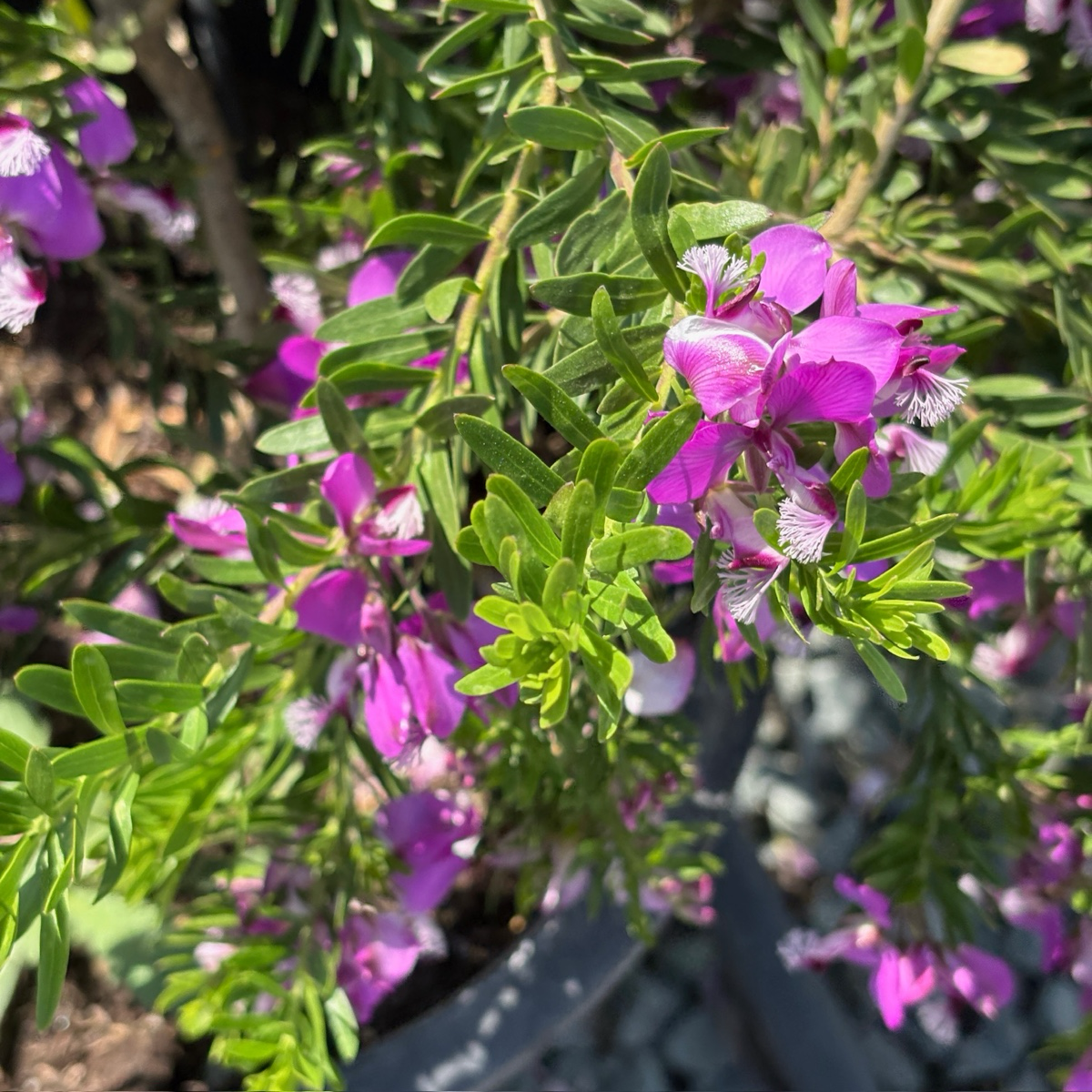 Grandiflora Sweet Pea Shrub