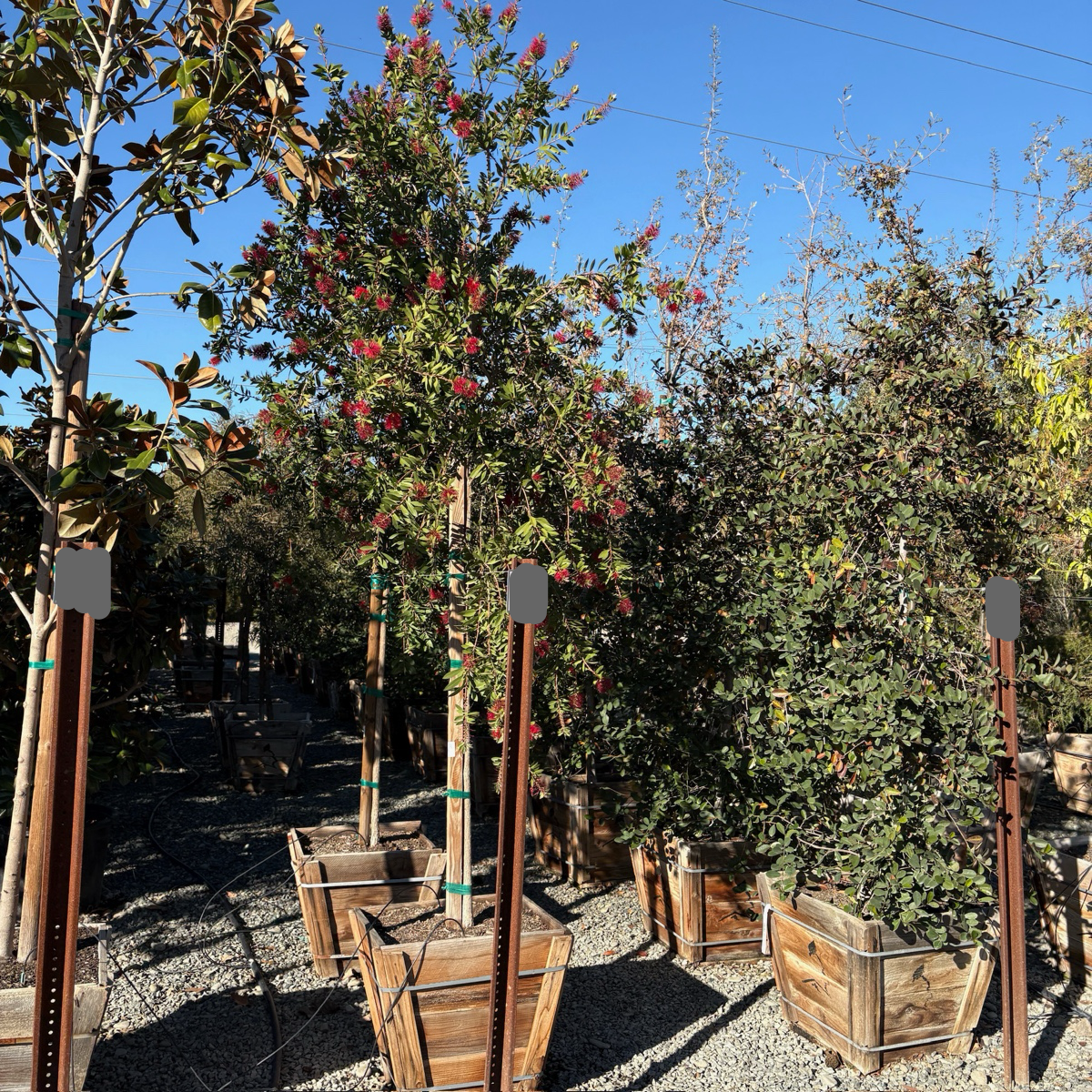 Bottlebrush Patio、Lemon Bottlebrush