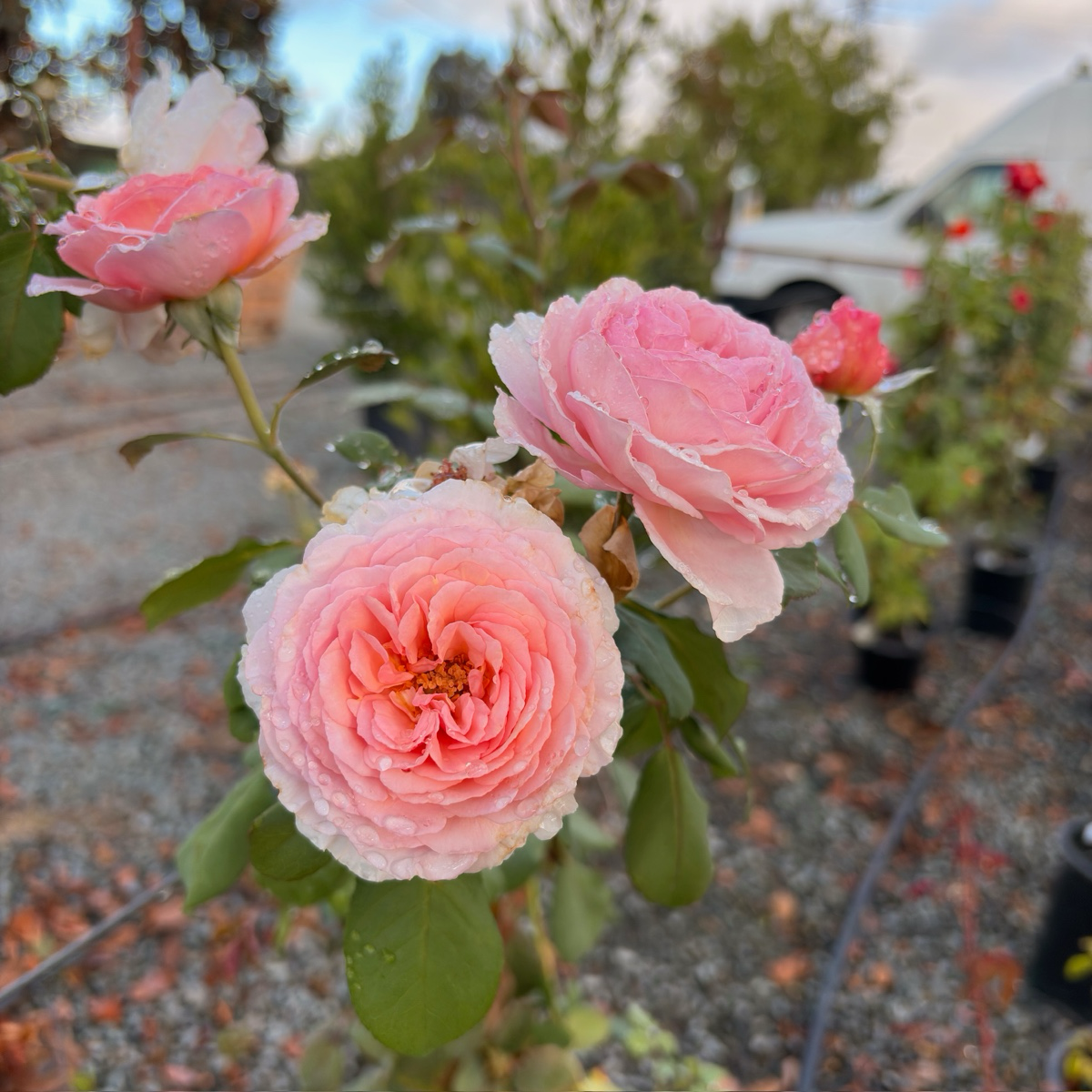 Raspberry Cream Twirl Climbing Rose