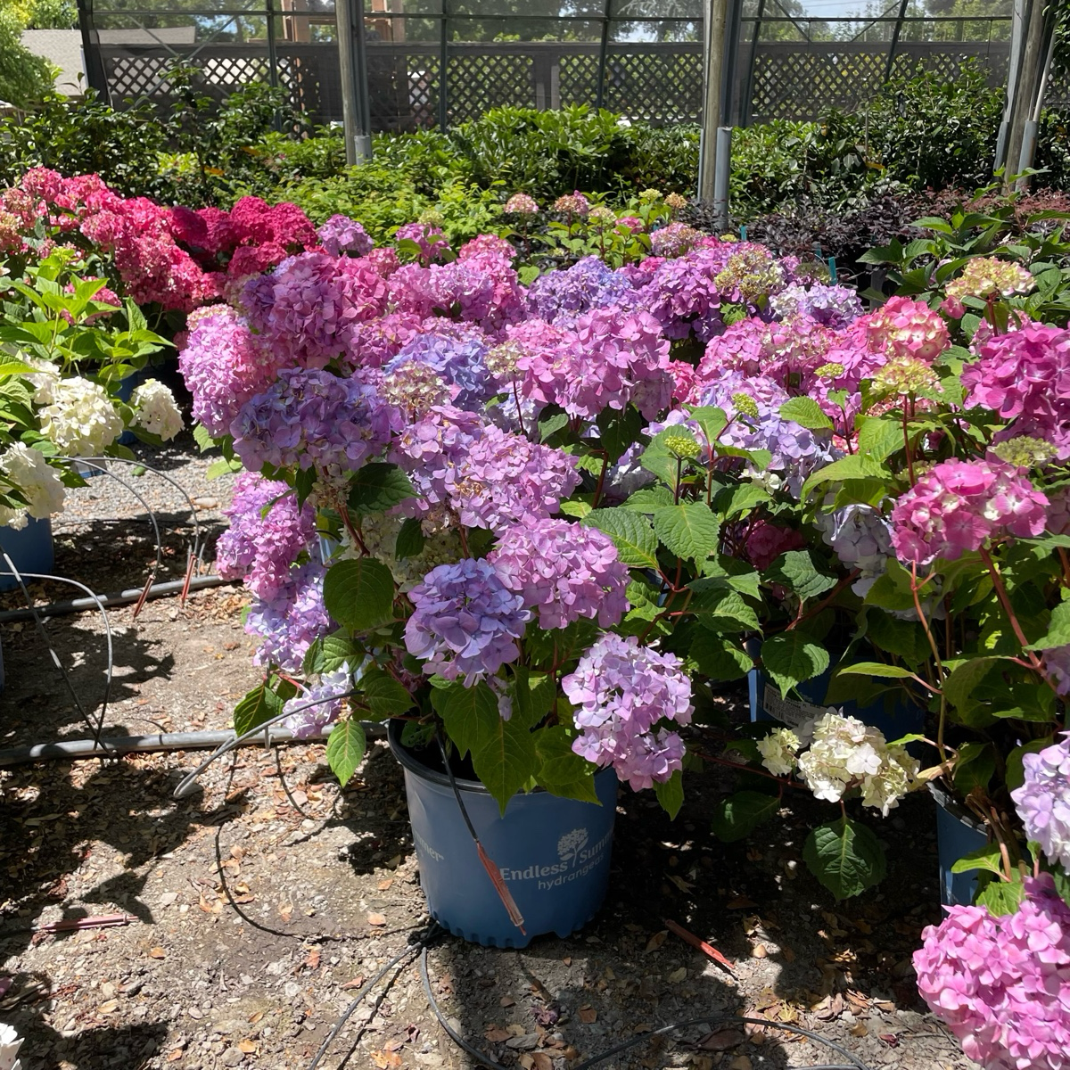 BloomStruck ES® Hydrangea