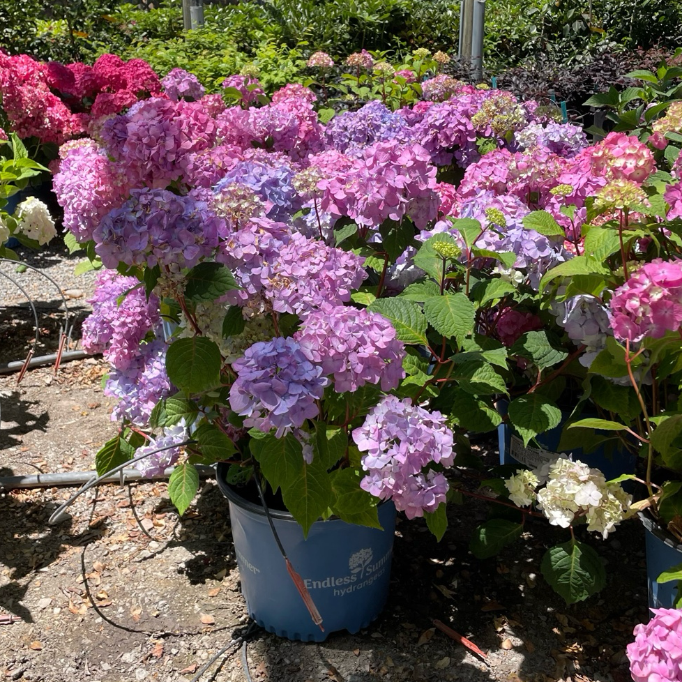BloomStruck ES® Hydrangea