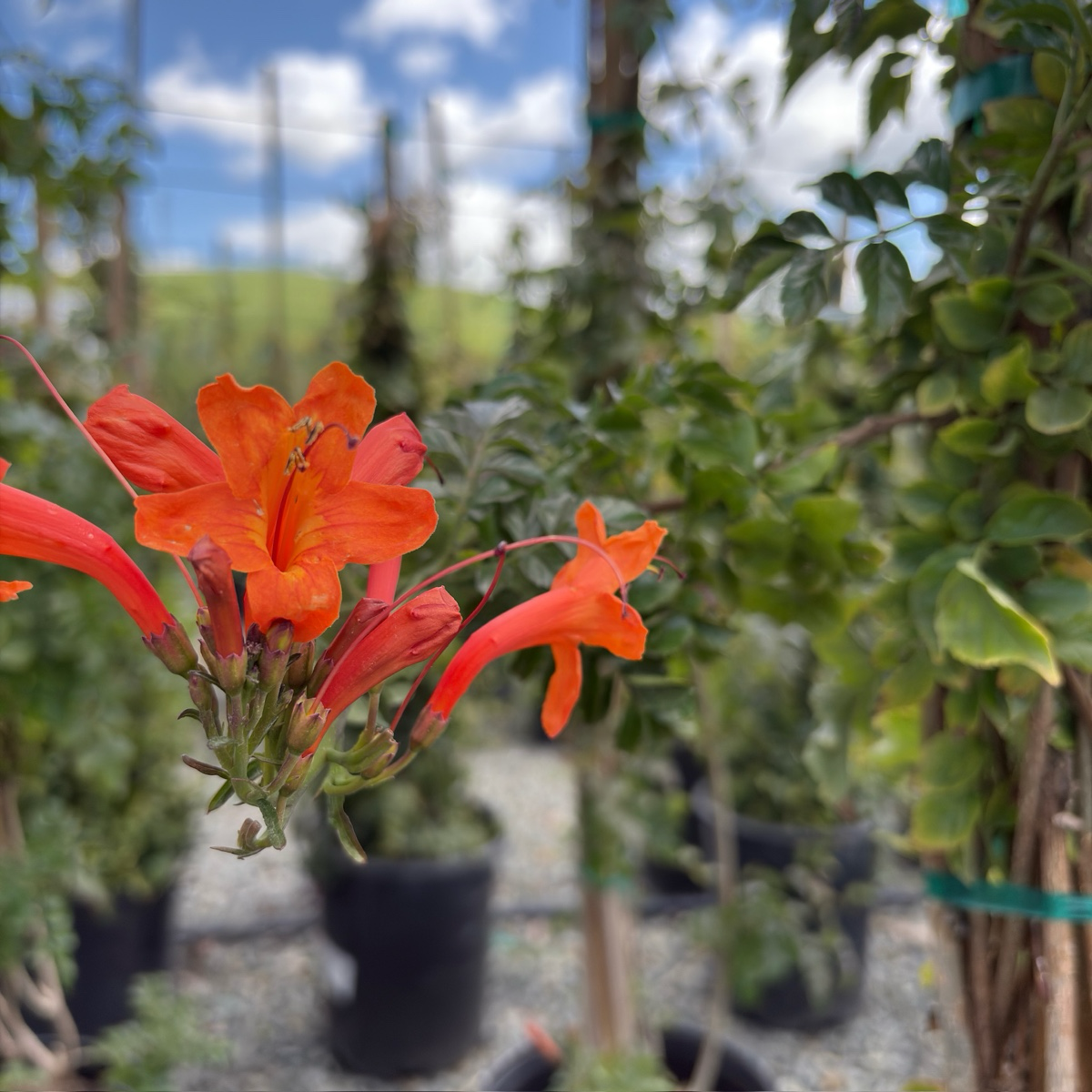Cape Honeysuckle