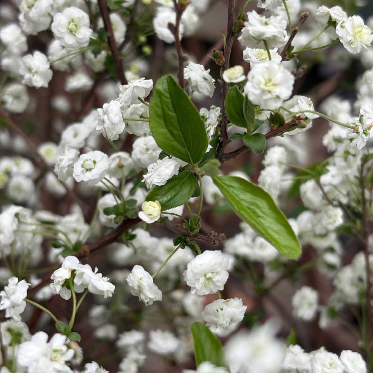 Bridal Wreath Spirea, Shoe Button Spirea
