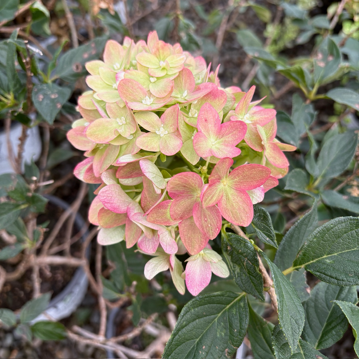 Limelight Panicle Hydrangea