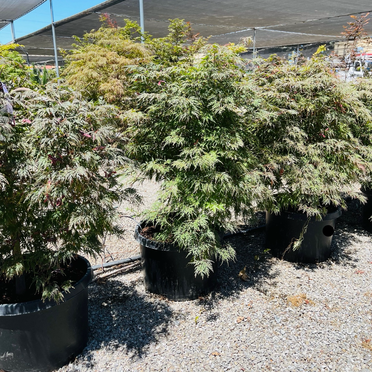 Orangeola Lace Japanese Maple
