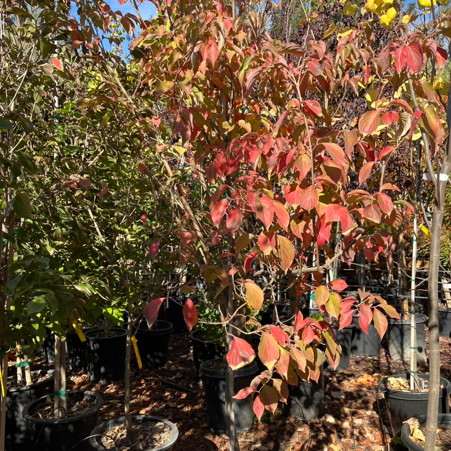 Mountain Moon Evergreen Dogwood