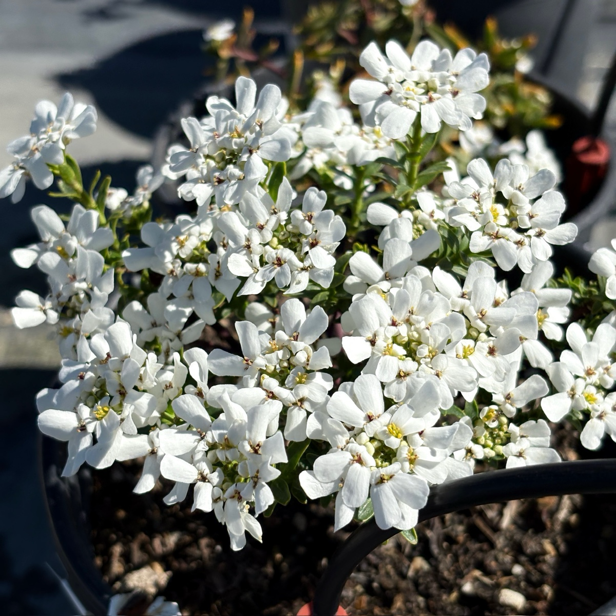Evergreen Candytuft
