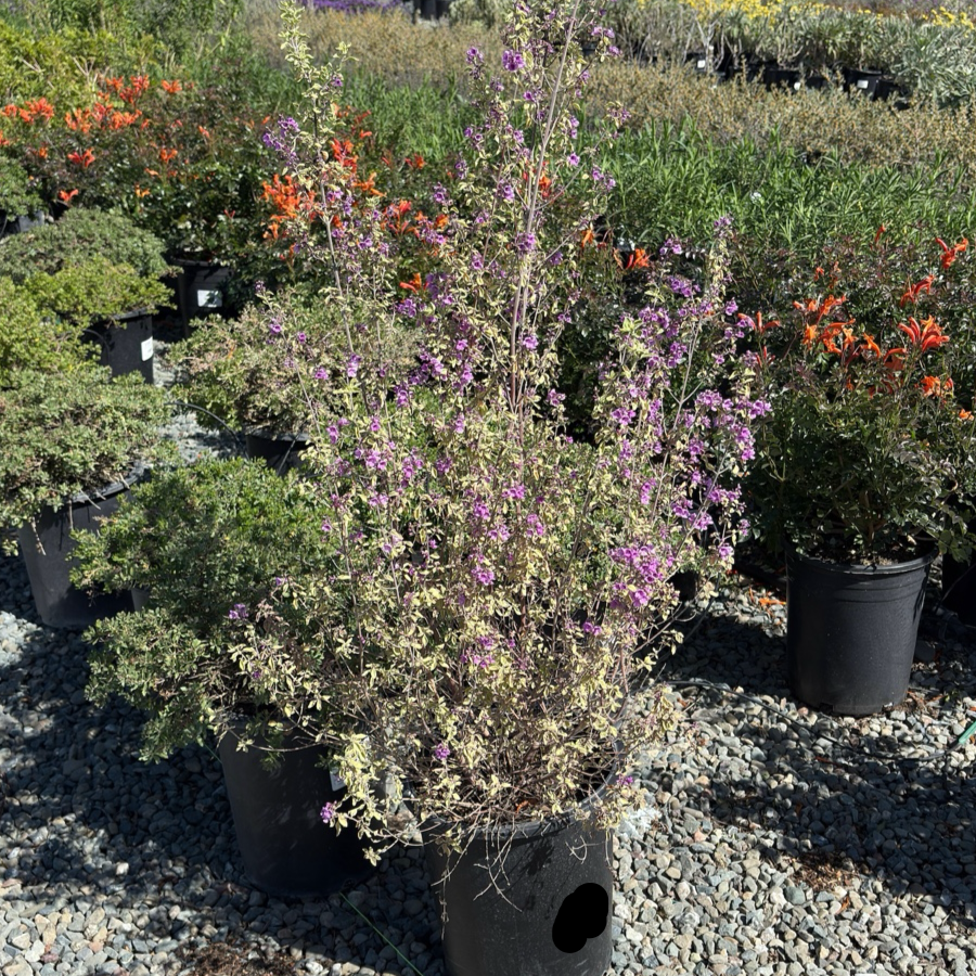Variegated Mint Bush