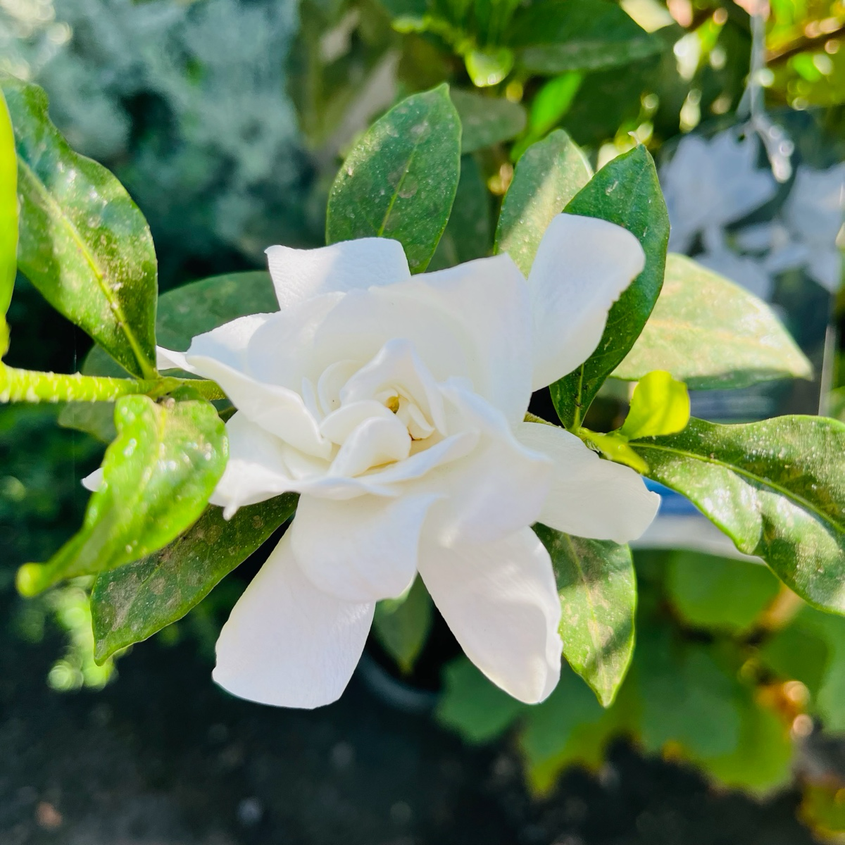 Gardenia August Beauty