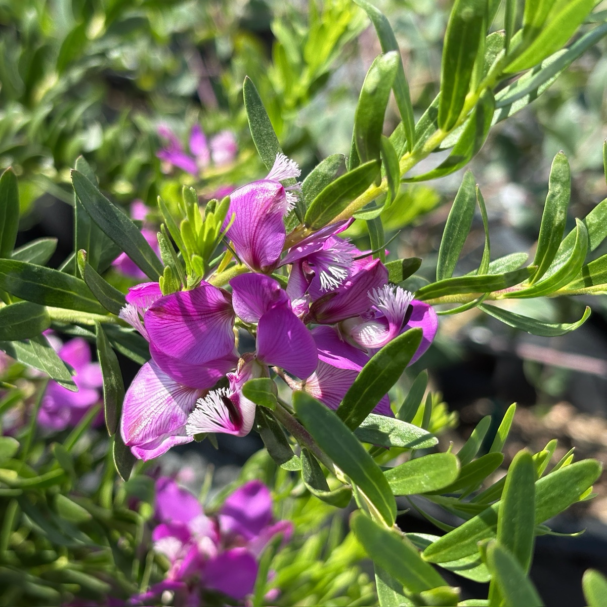 Grandiflora Sweet Pea Shrub