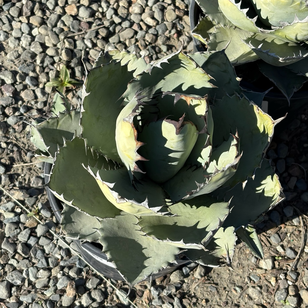 Chalk Agave