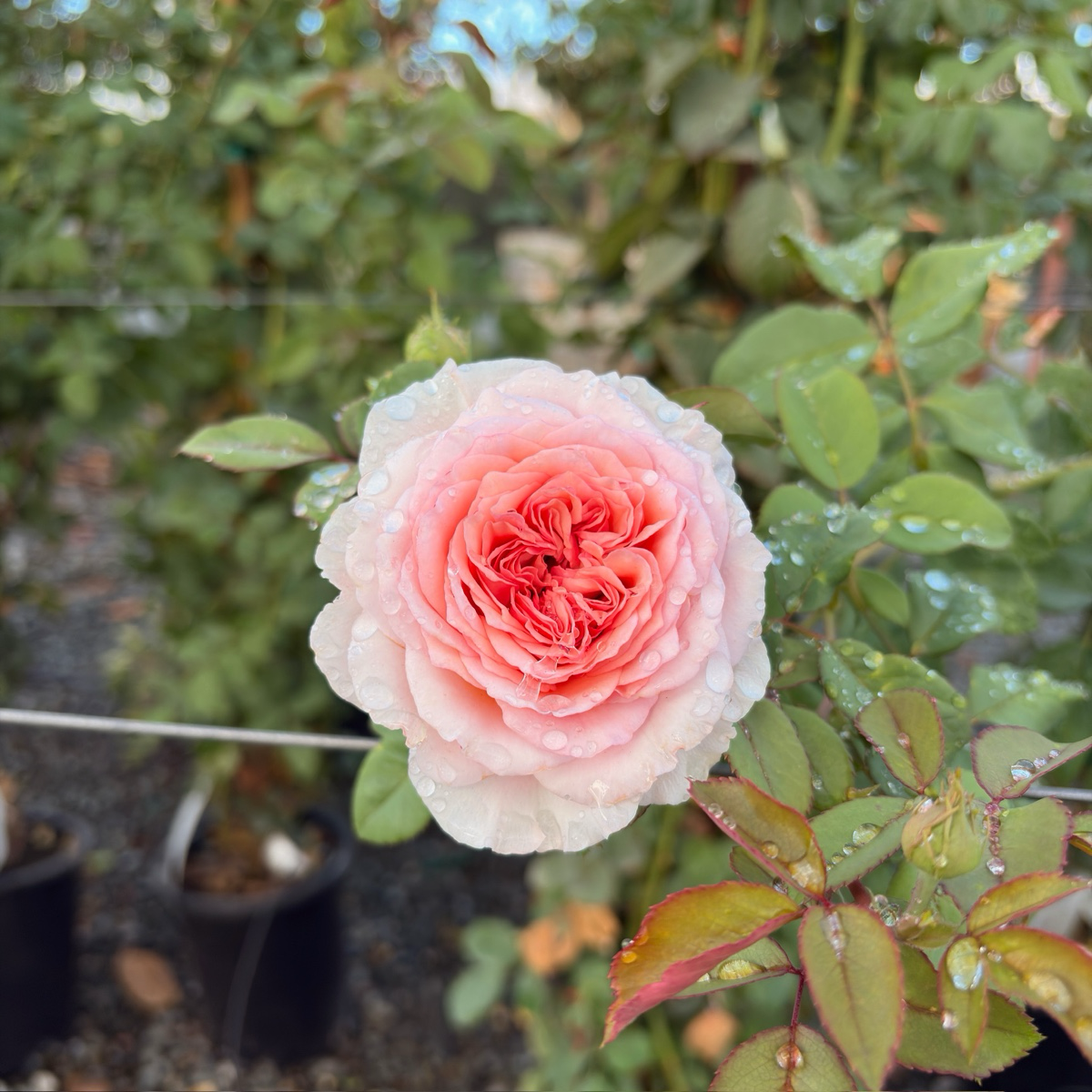 Raspberry Cream Twirl Climbing Rose