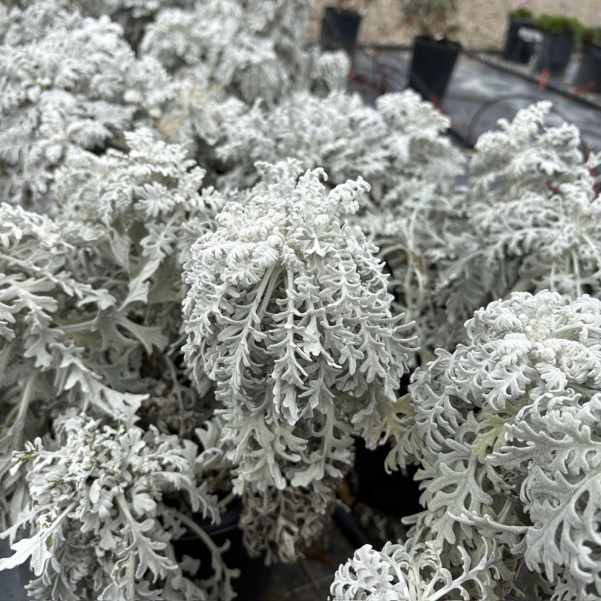 Ground cover plant-Silver Artemisia