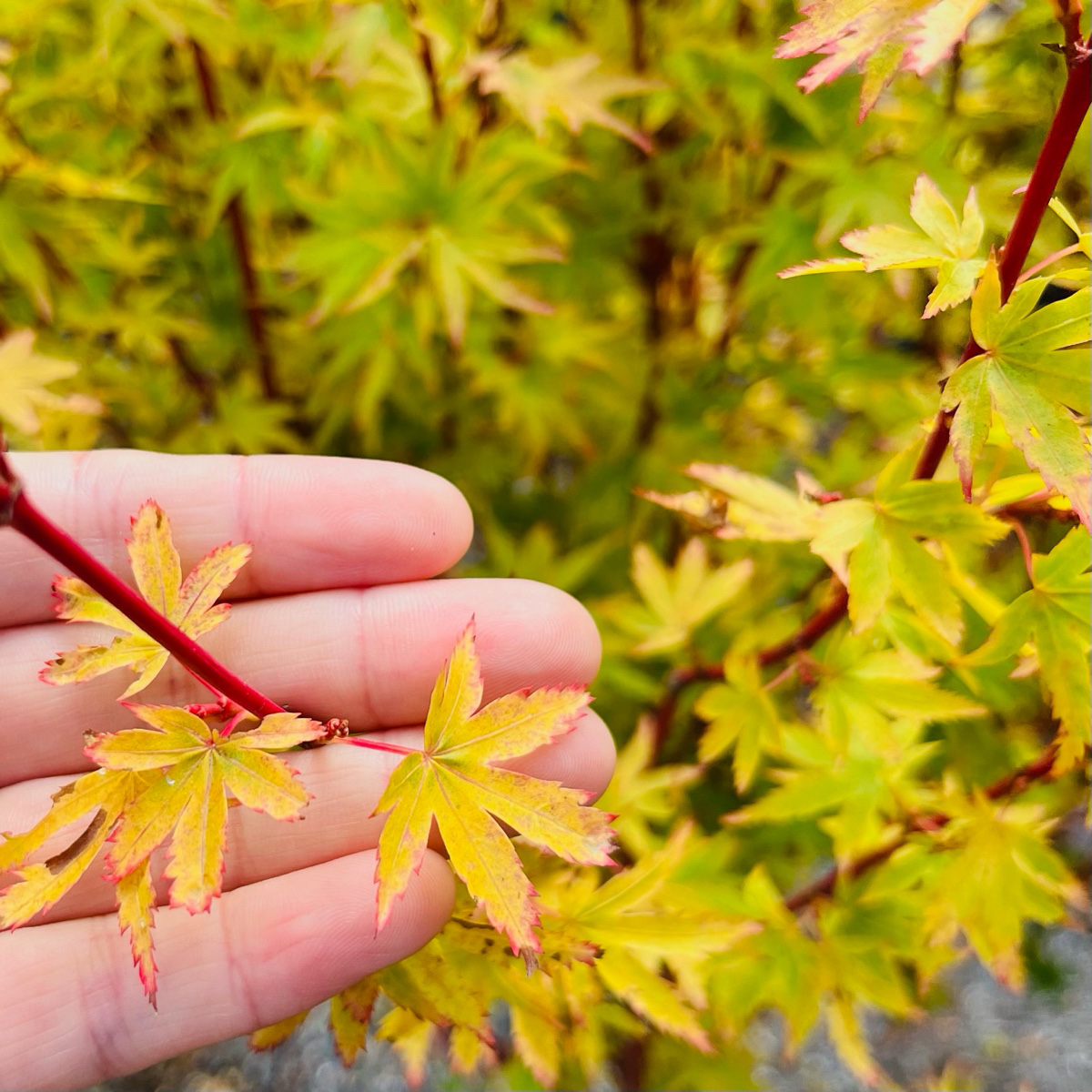 Japanese Maple - Witches Broom