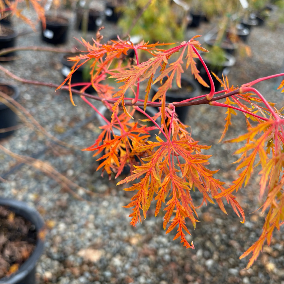 Viridis Lace Japanese Maple