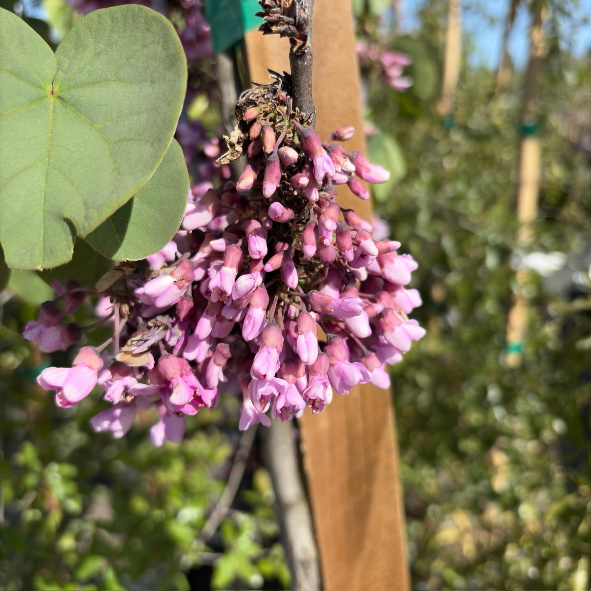 Western Redbud (Pink)