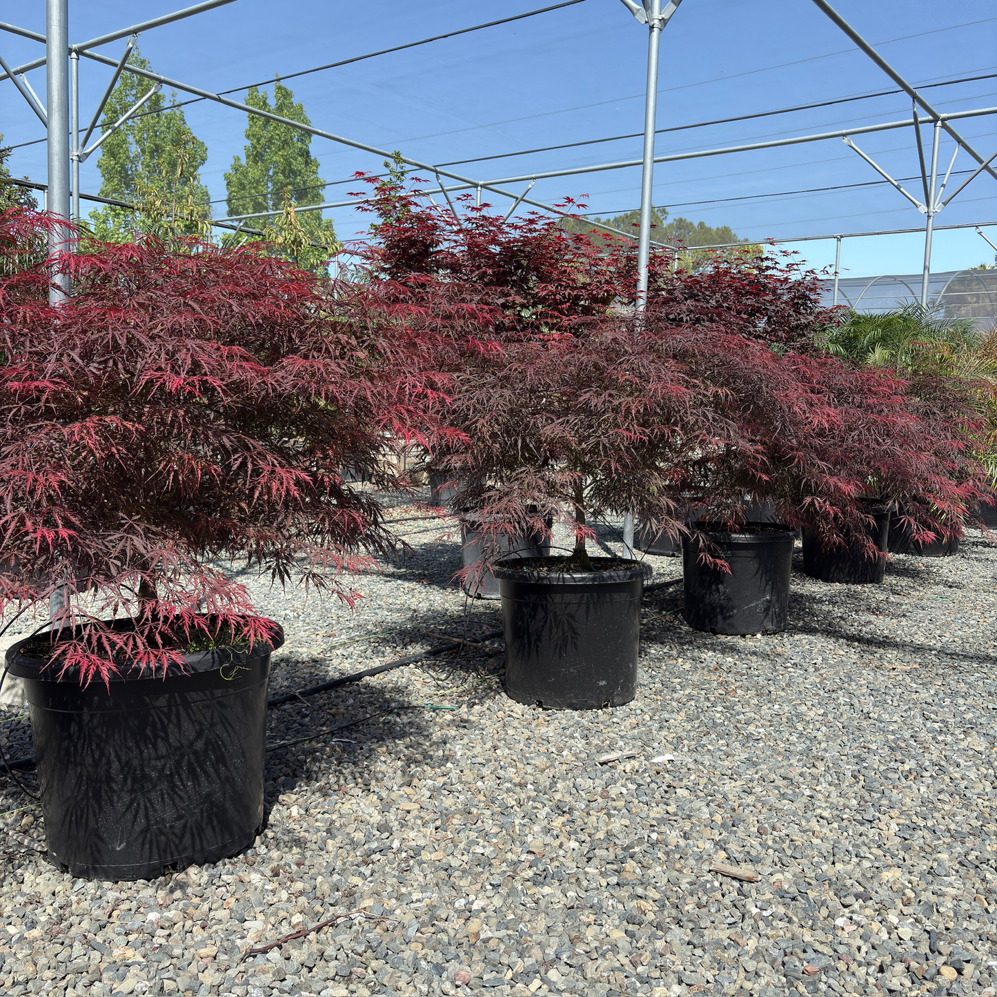 Tamukeyama Lace Japanese Maple