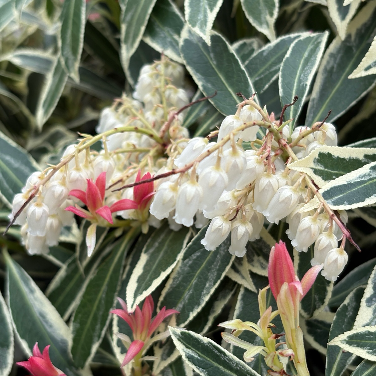 Flaming Silver Lily of the Valley