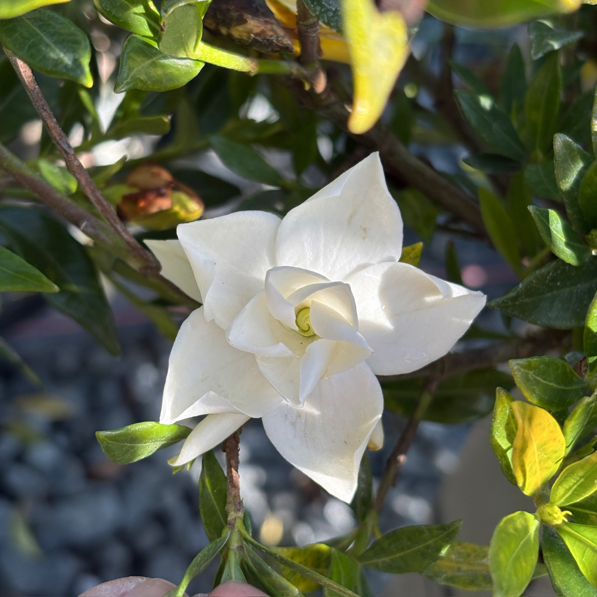 Traling  Gardenia