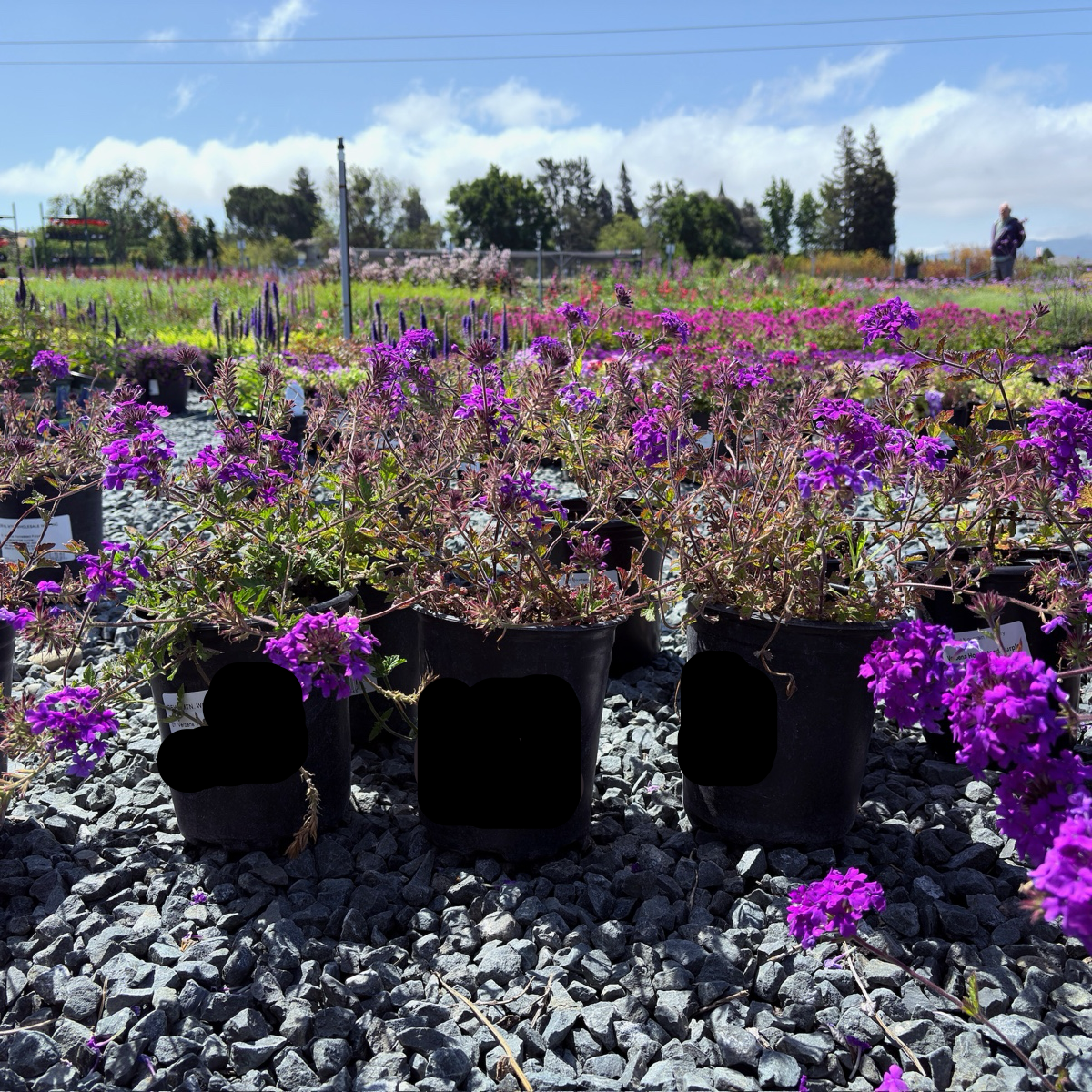 Homestead Purple Verbena