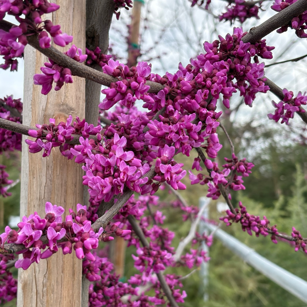 Oklahoma Redbud