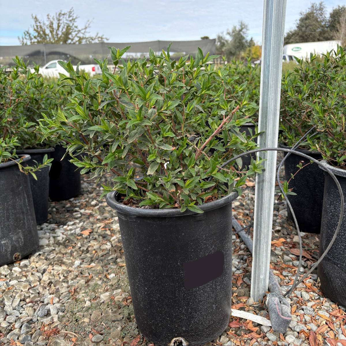 Purple Rockrose