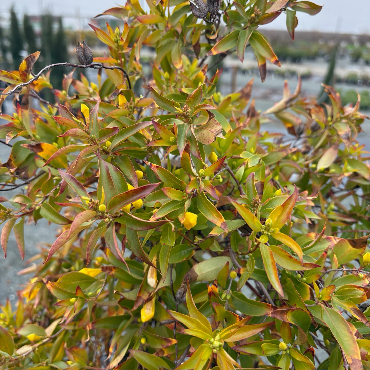 Carolina Jessamine