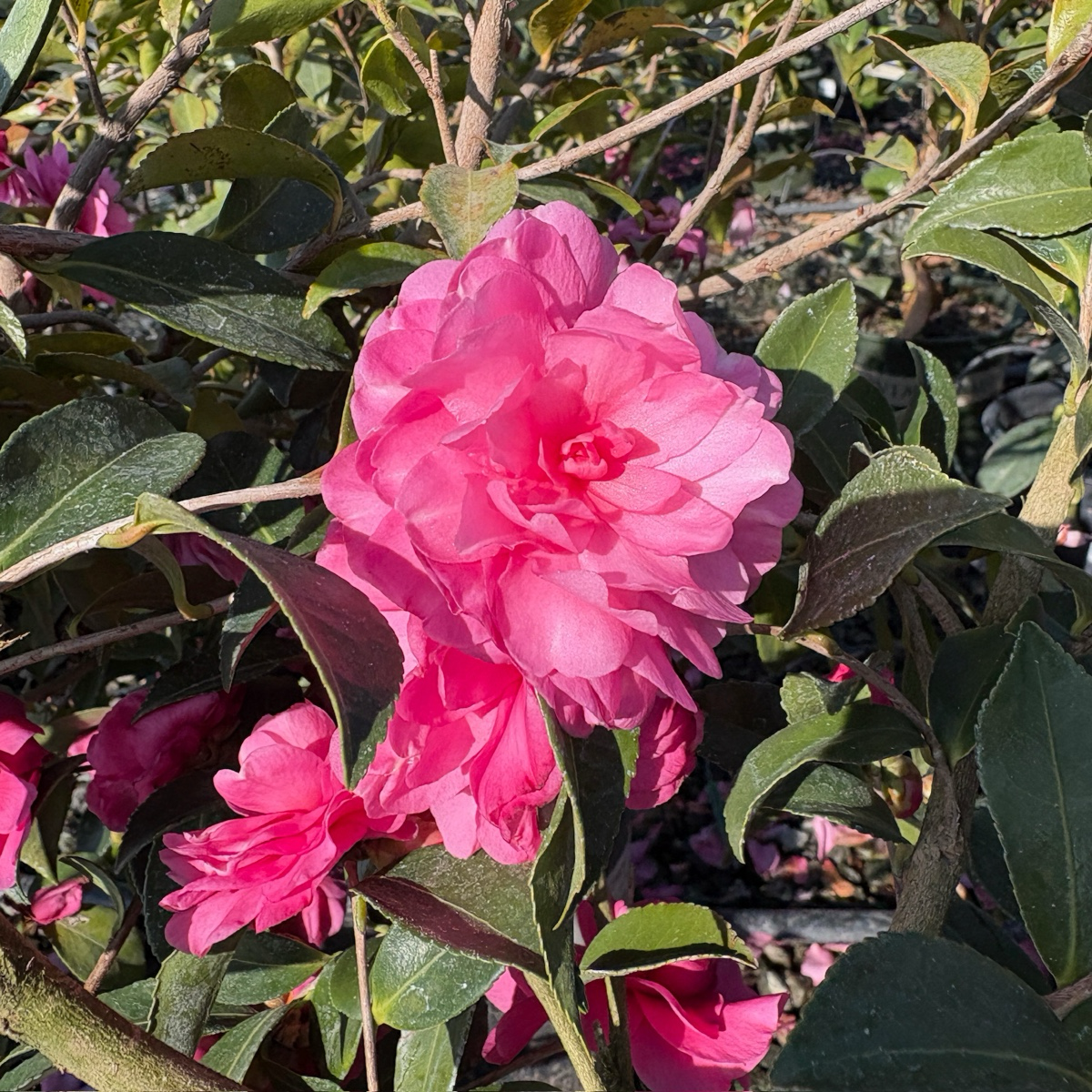 Chansonette Camellia