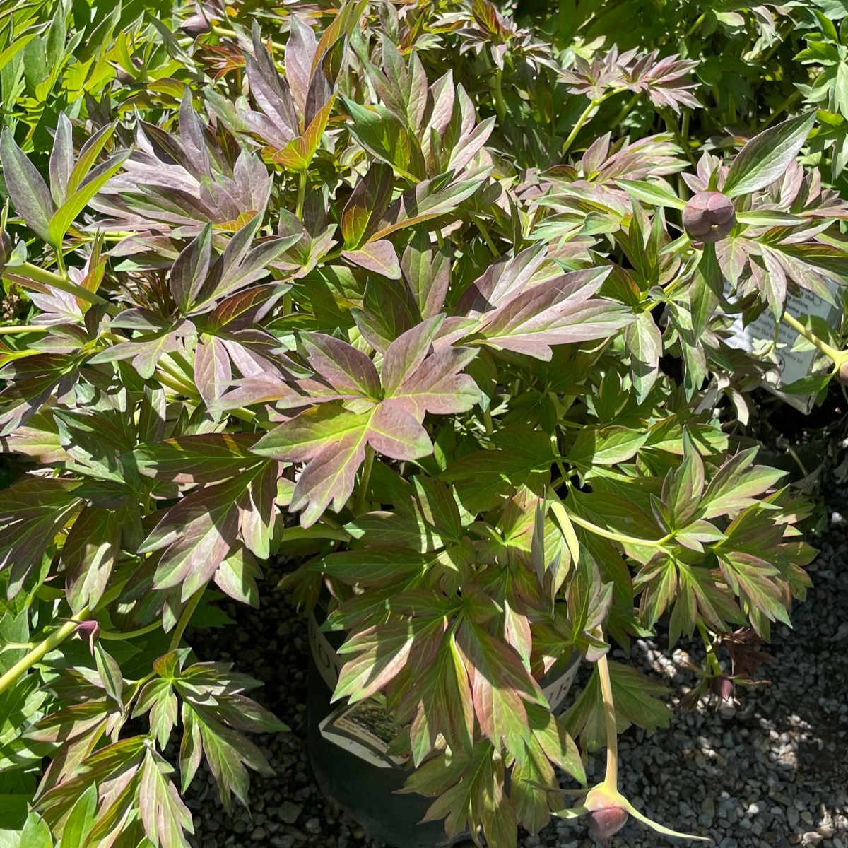 Pink Ardour Itoh Reony