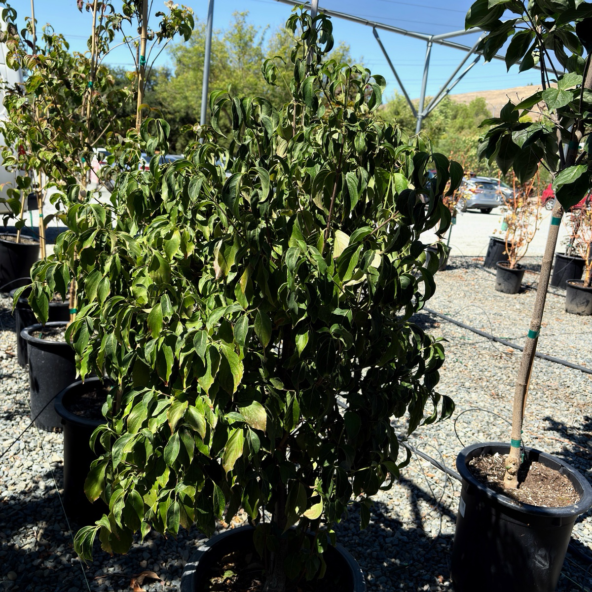 Mountain Moon Evergreen Dogwood