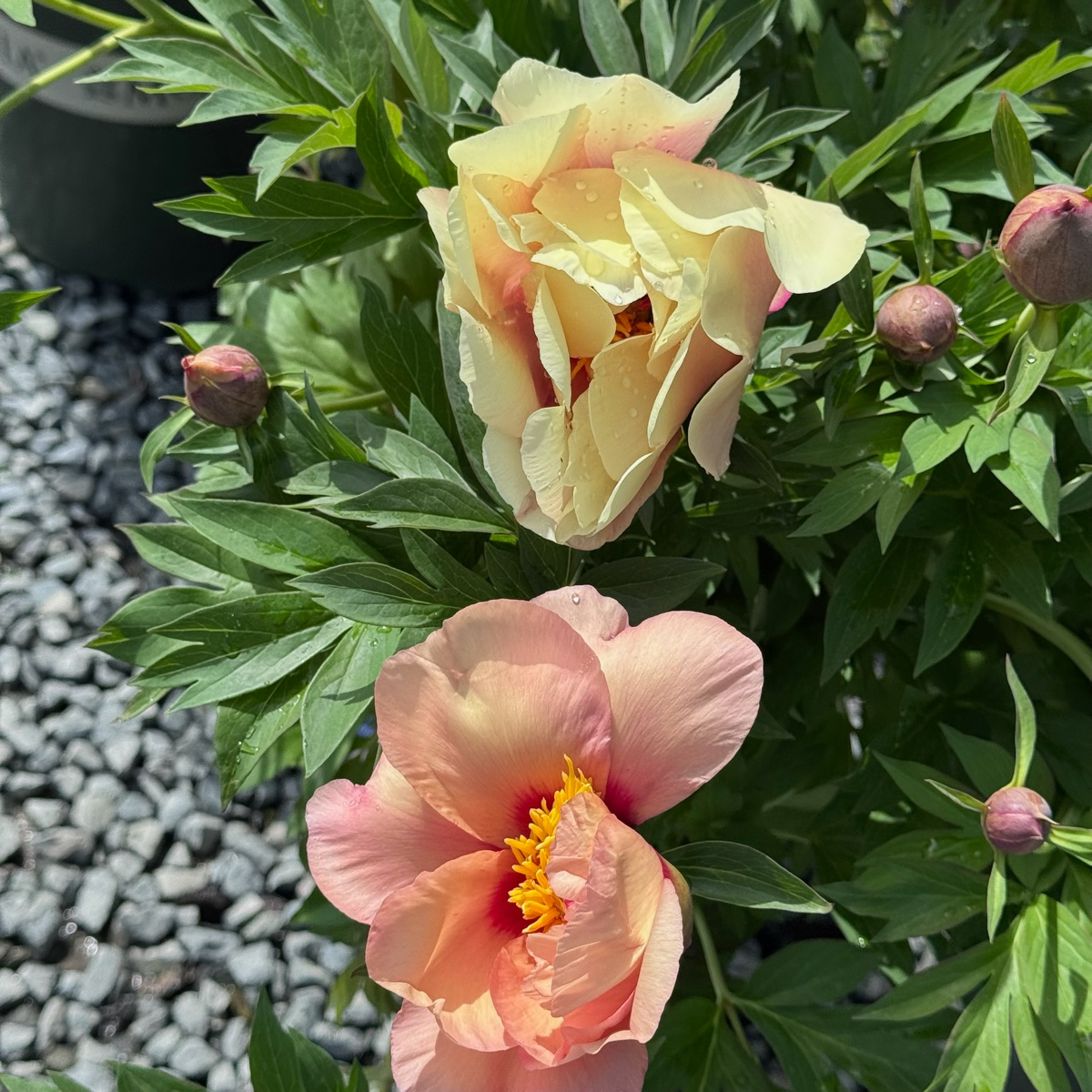 Pink Ardour Itoh Reony