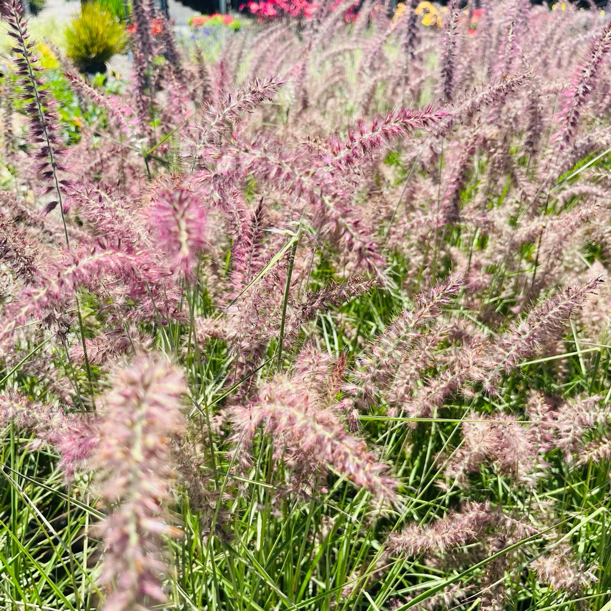 Red Fountain Grass