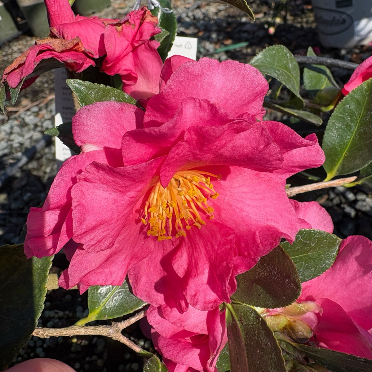 Shishi Gashira Camellia
